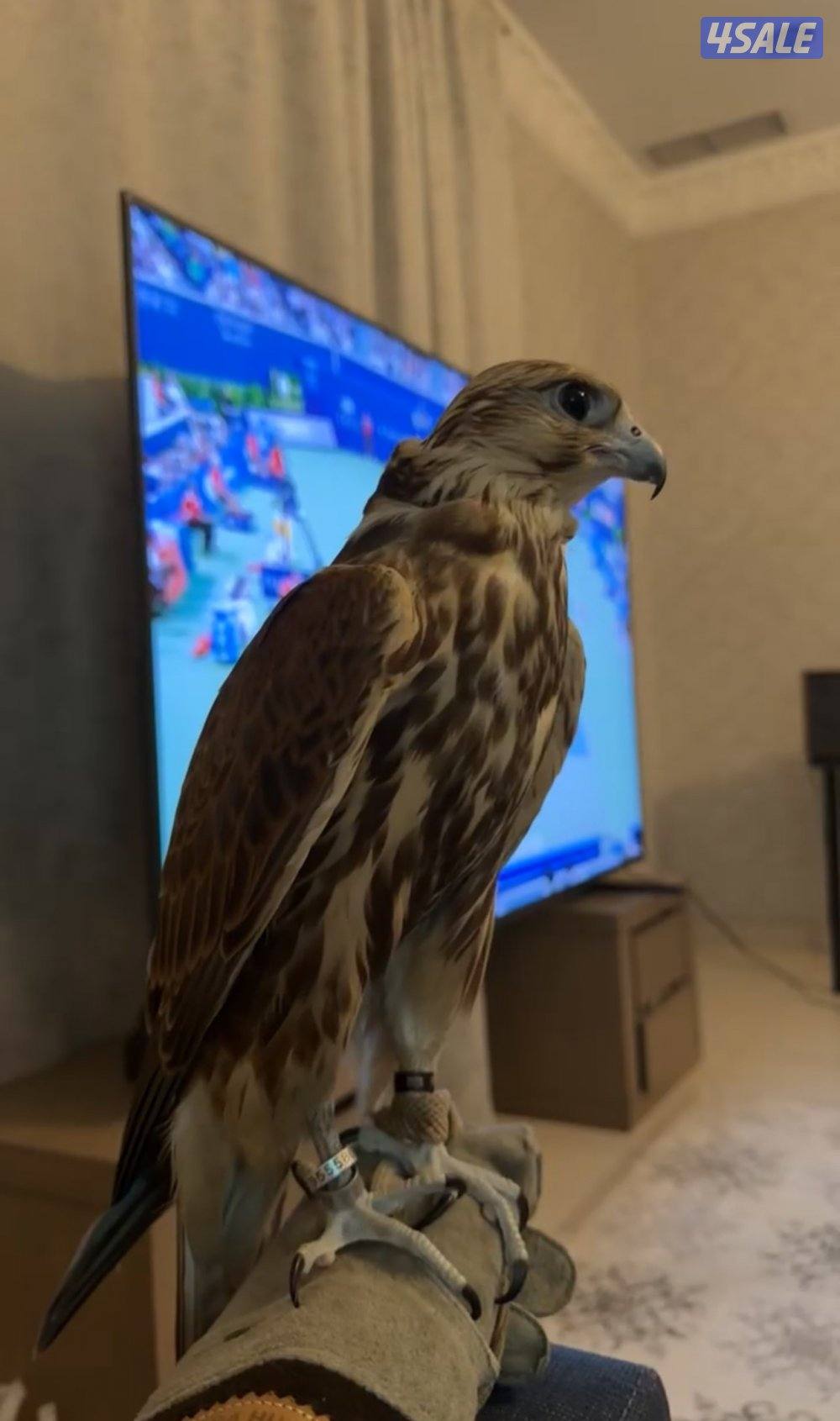 حر من حر الماني معاه السايتس1