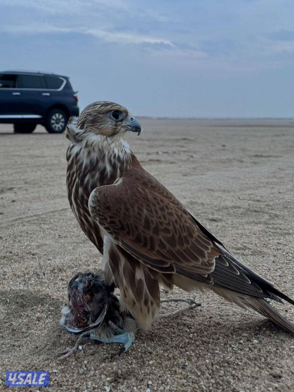 حر من حر الماني معاه السايتس0