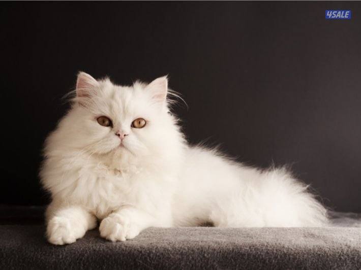 قطط شيرازي0