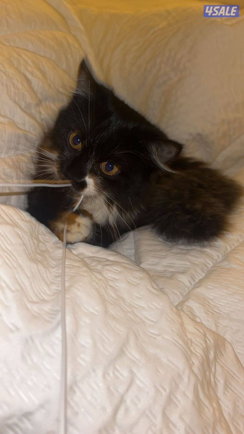 قطة صغيرة لتبني0