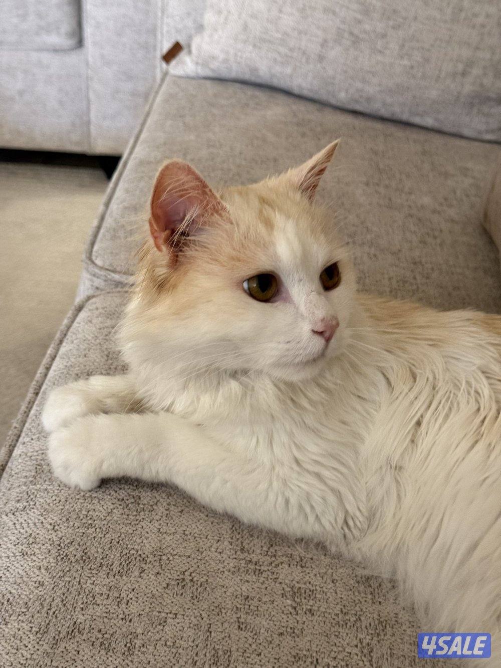 قط ذكر  للتبني0