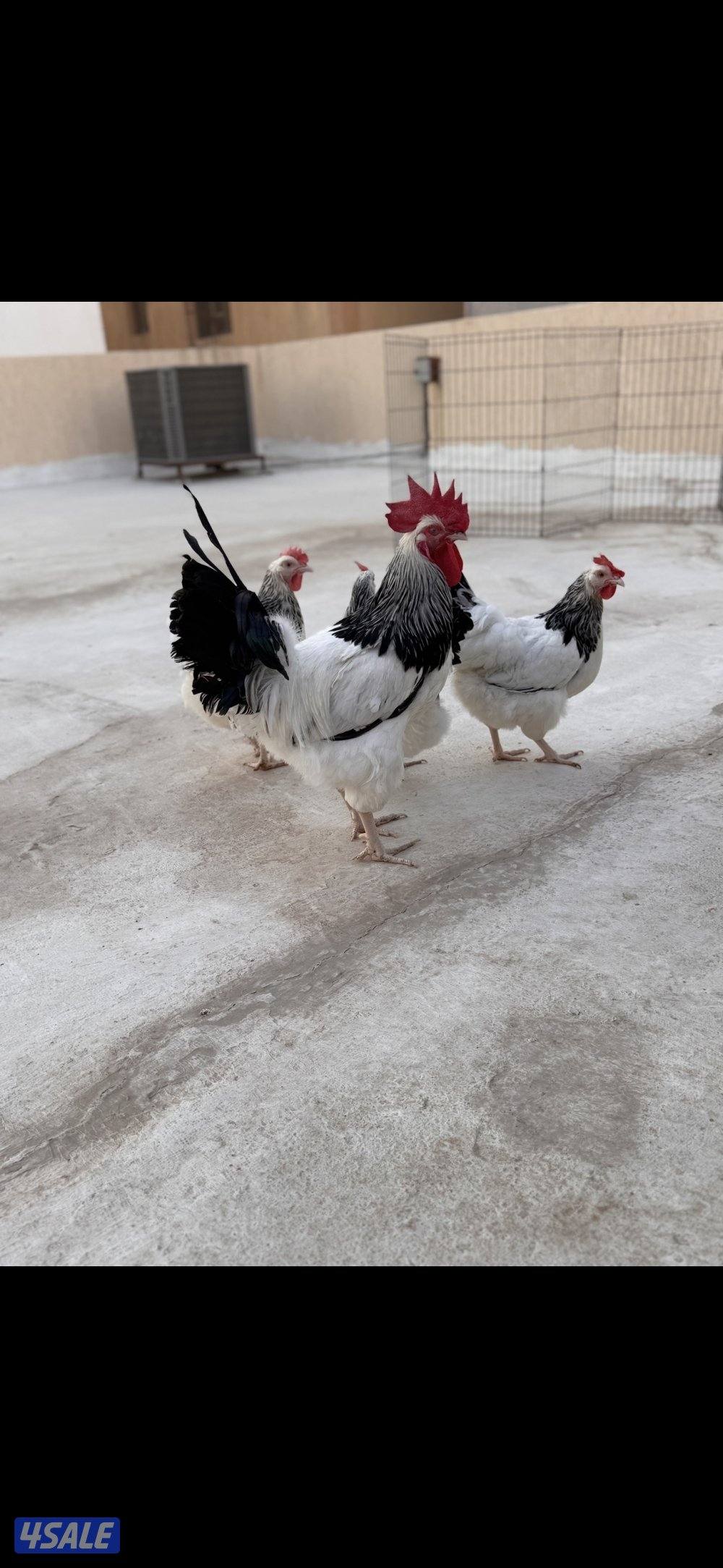 للبيع فروخ السوسكس الي له خاطر التواصل واتساب فقط0