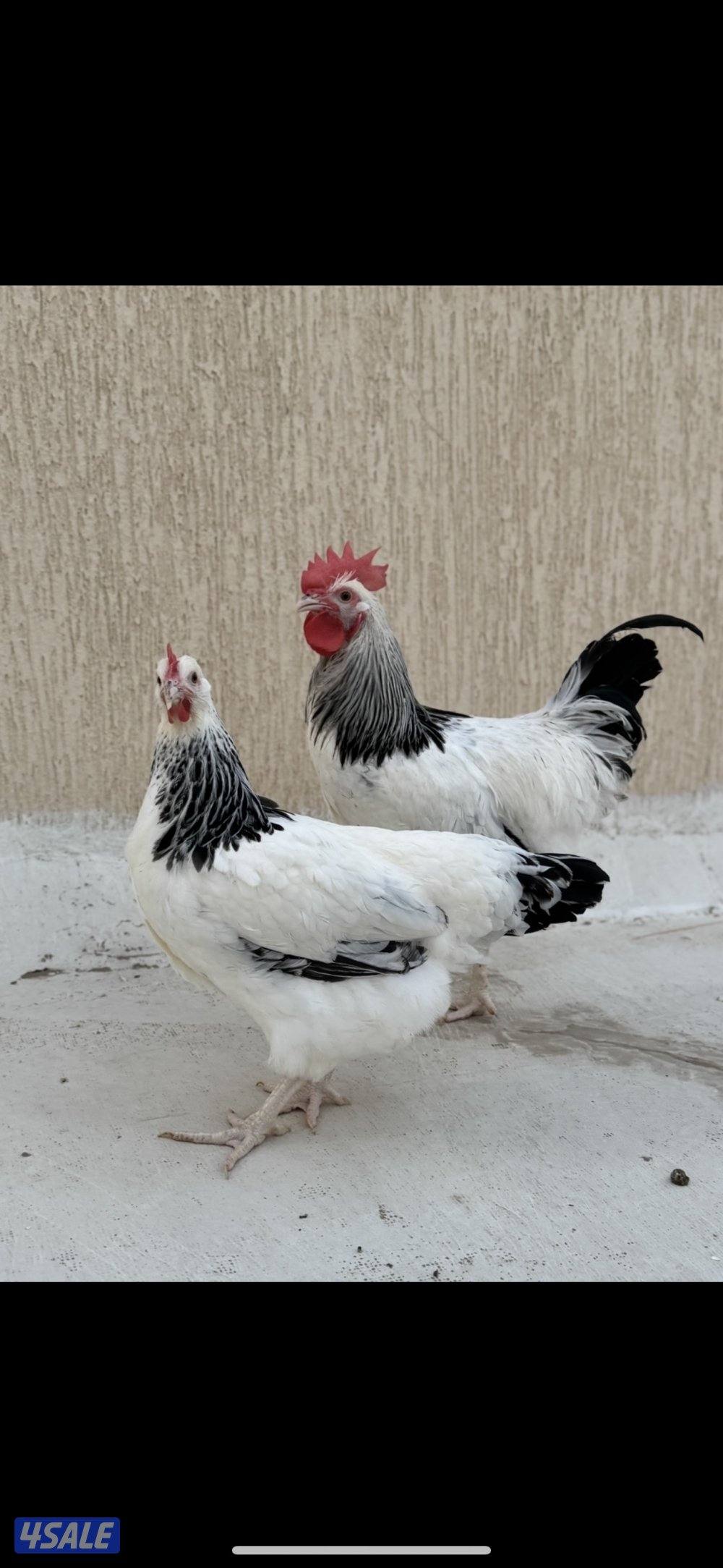 للبيع فروخ السوسكس الي له خاطر التواصل واتساب فقط1