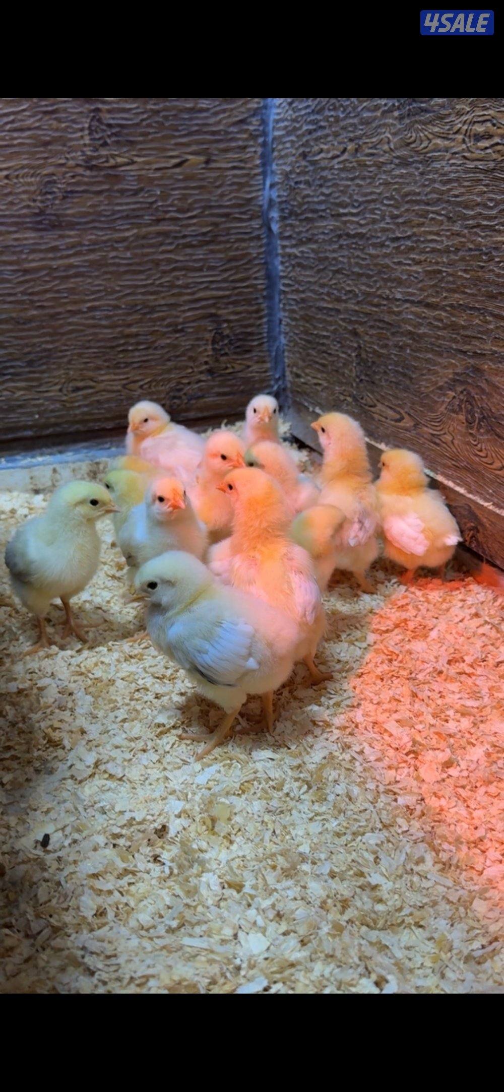 للبيع فروخ السوسكس الي له خاطر التواصل واتساب فقط2