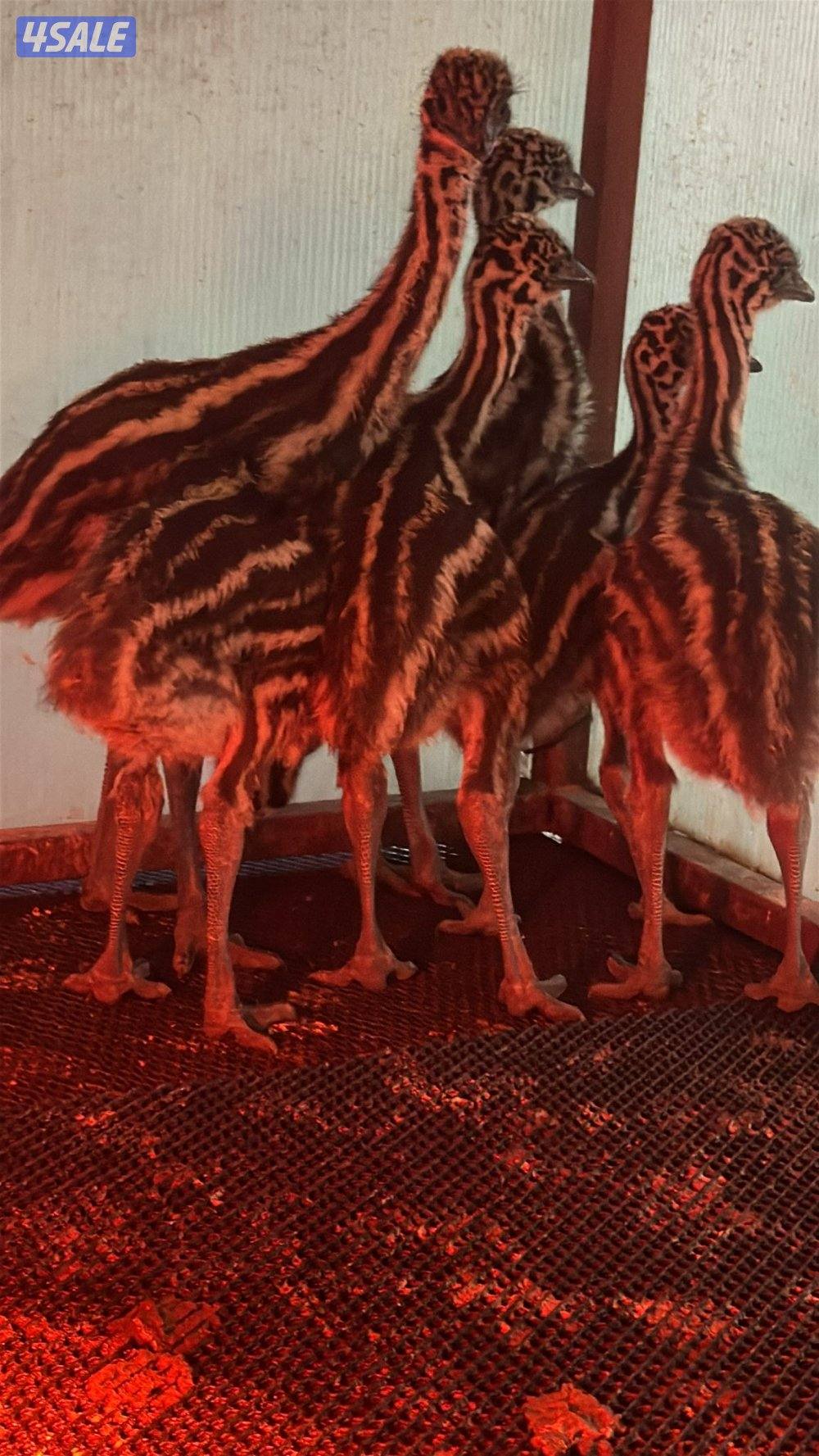 للبيع فروخ نعام0