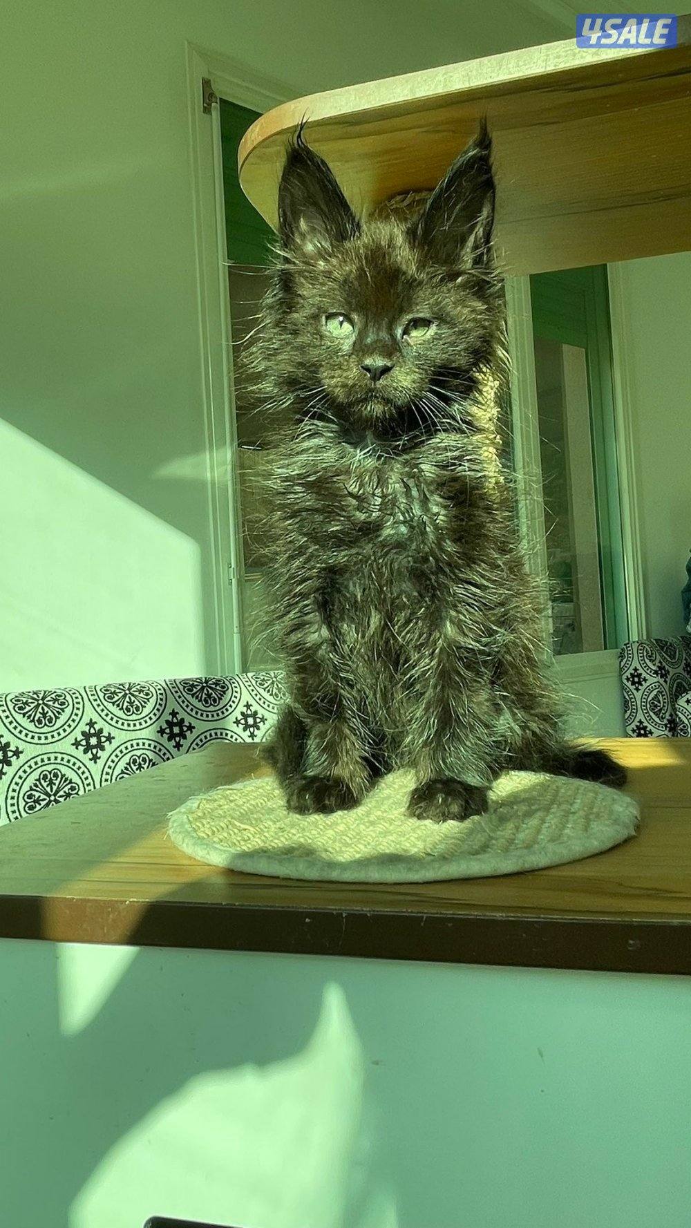 Mainecoon Cats 🔥 Friendly, lovely and exotic pure Mainecoon breed 😻9