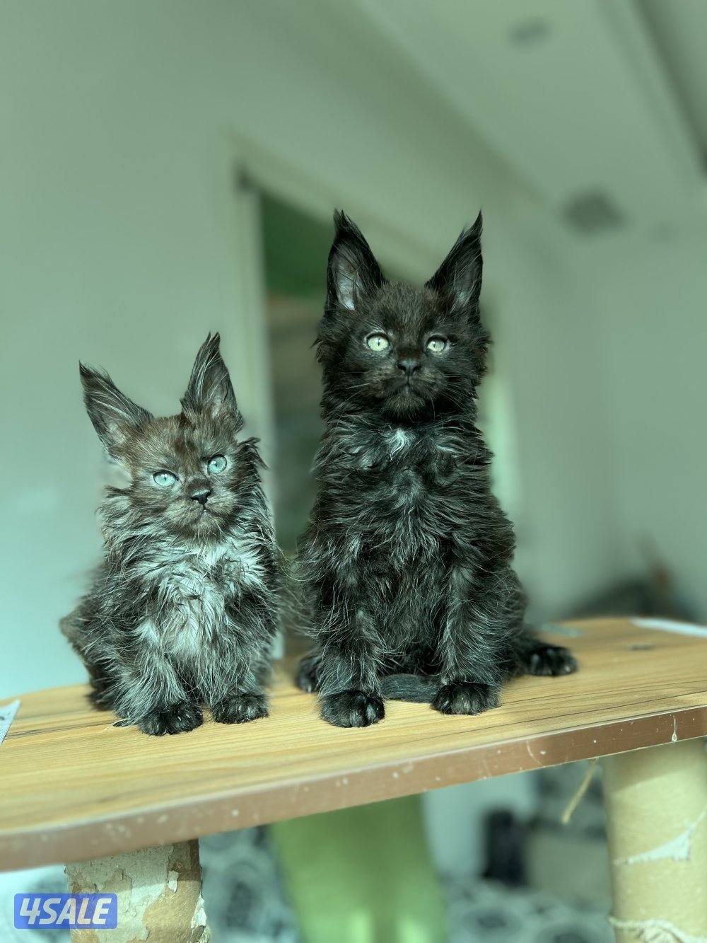 Mainecoon Cats 🔥 Friendly, lovely and exotic pure Mainecoon breed 😻12