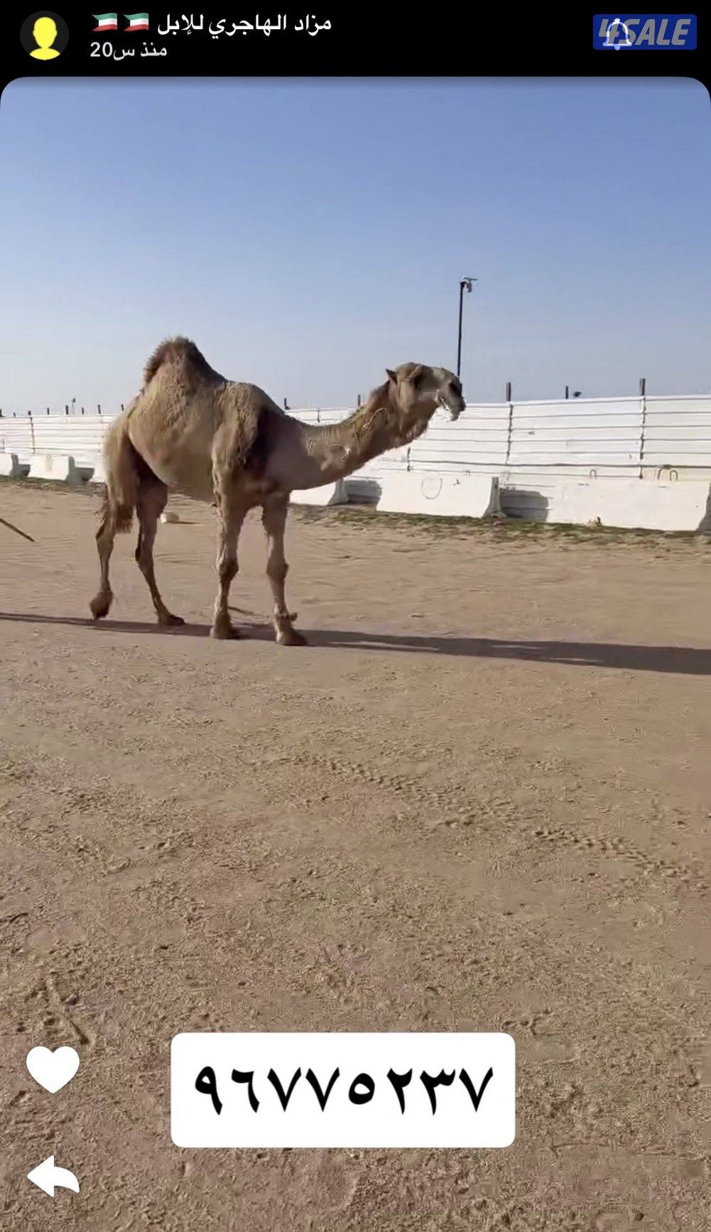 للبيع ابل طيبه1