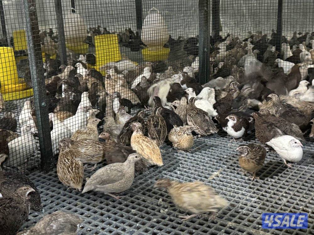 للبيع فري احجامهم طيبه0