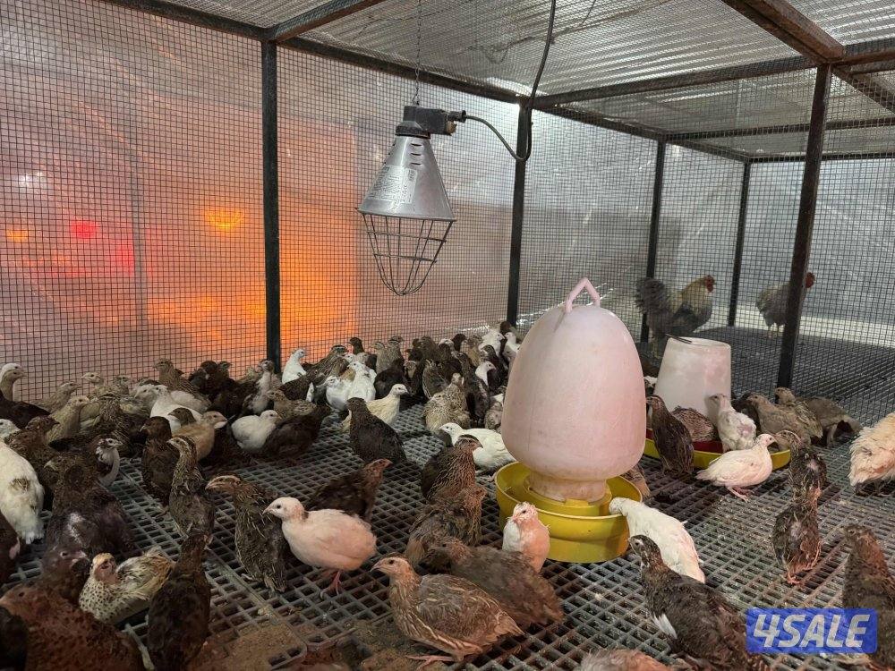 للبيع فري احجامهم طيبه1