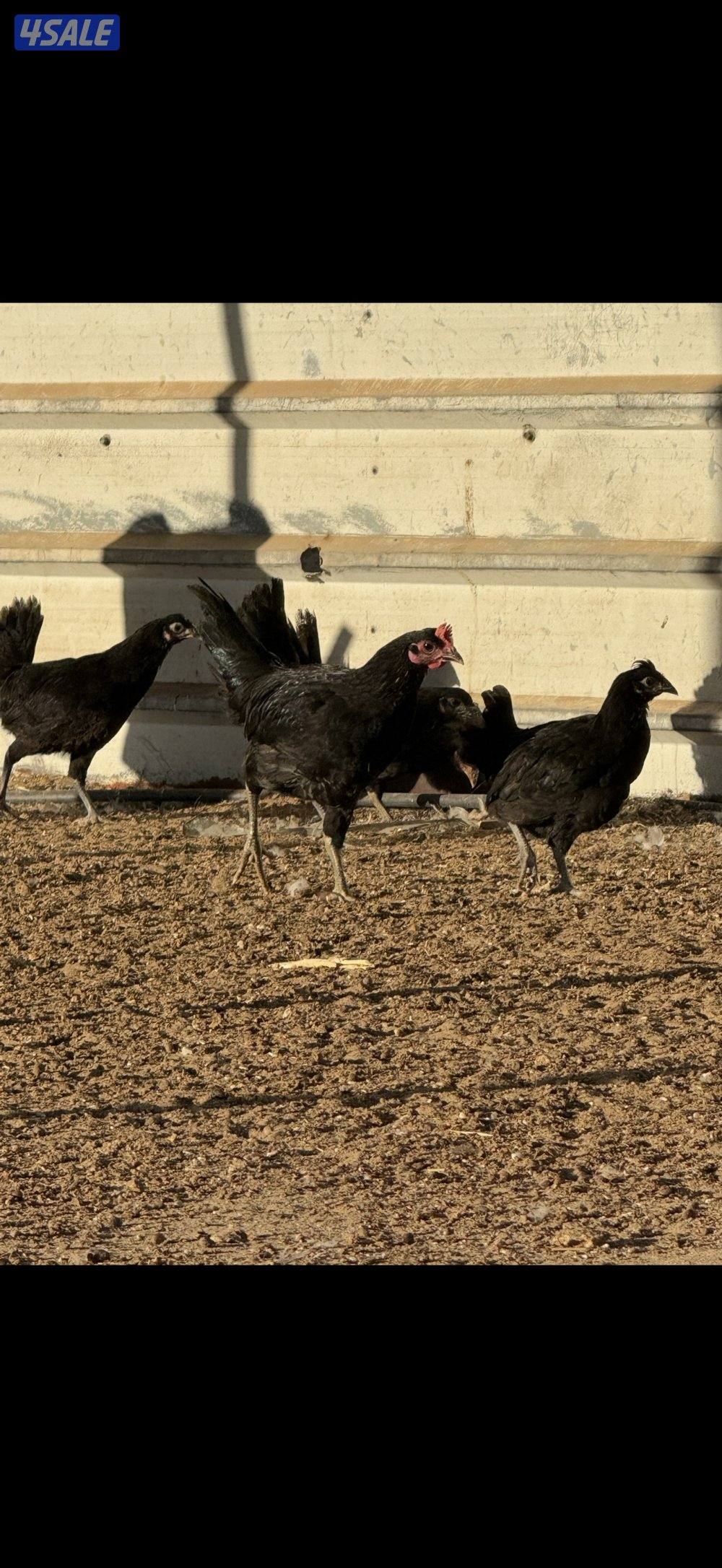 للبيع دجاج عراقي جامبو1