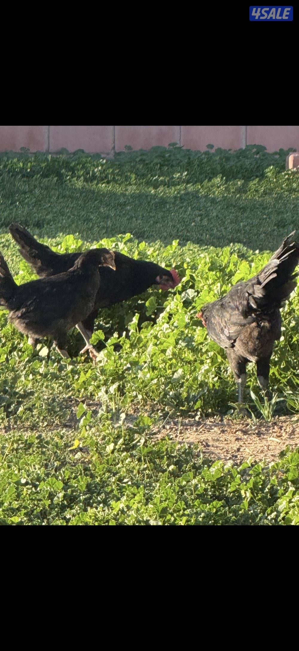 للبيع دجاج عراقي جامبو2