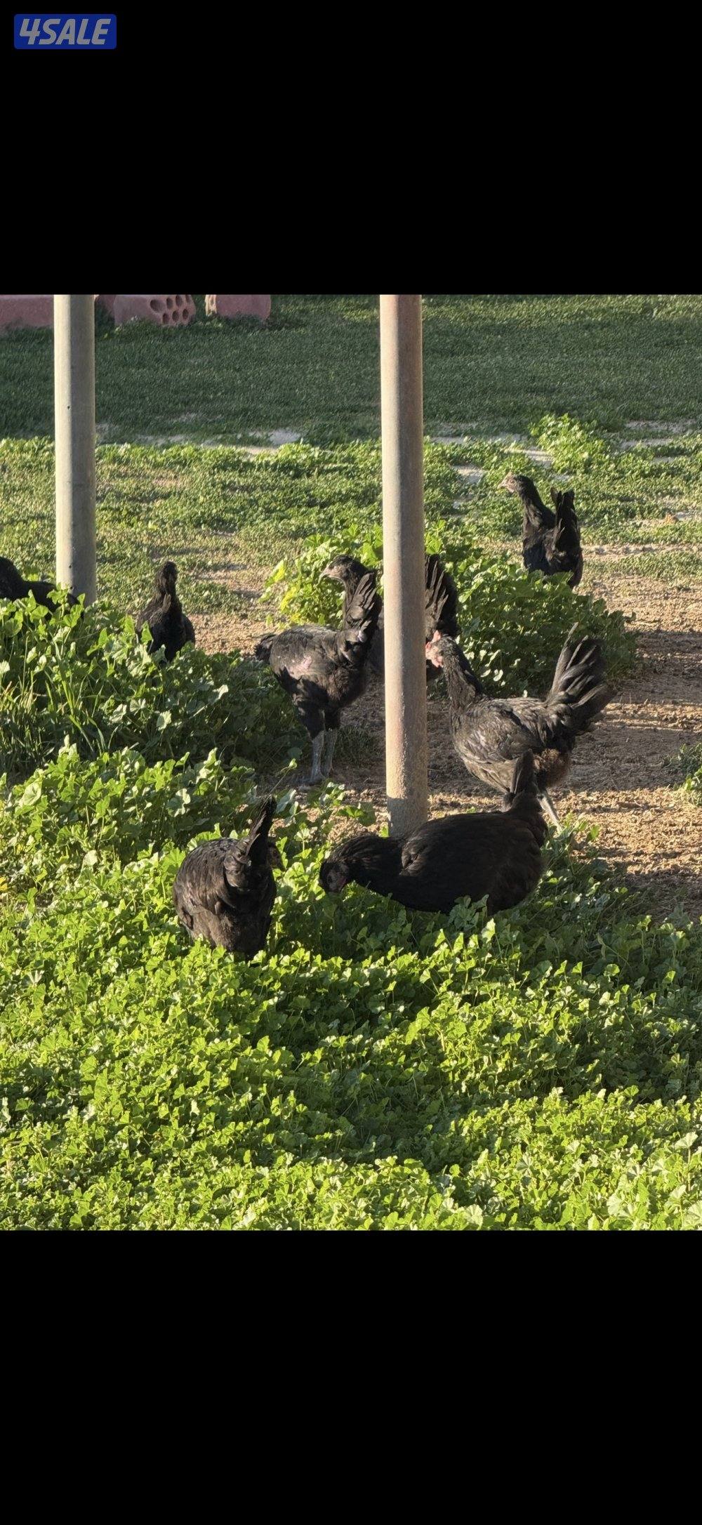 للبيع دجاج عراقي جامبو3