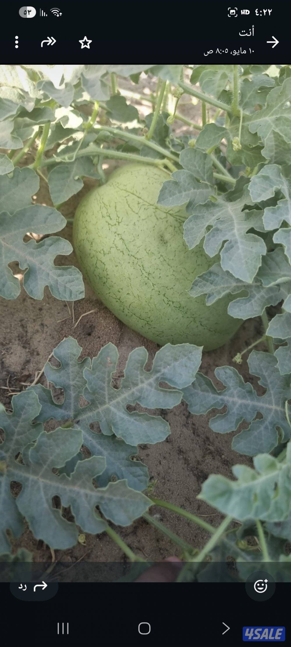 مزرعه في محافظه النعيريه (مليجه) تم فتح تملك خليجي14