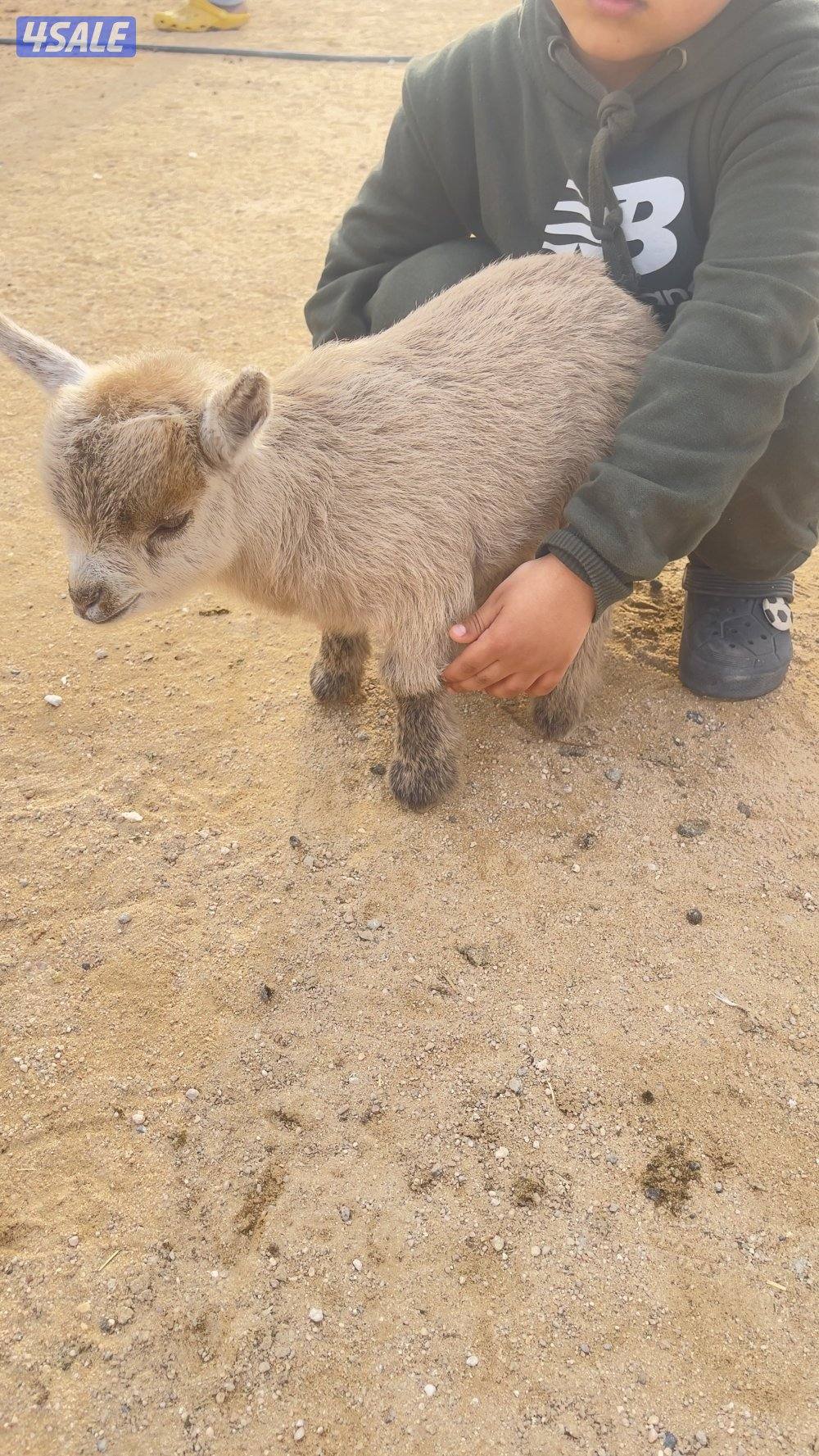 ماعز الاغزم0