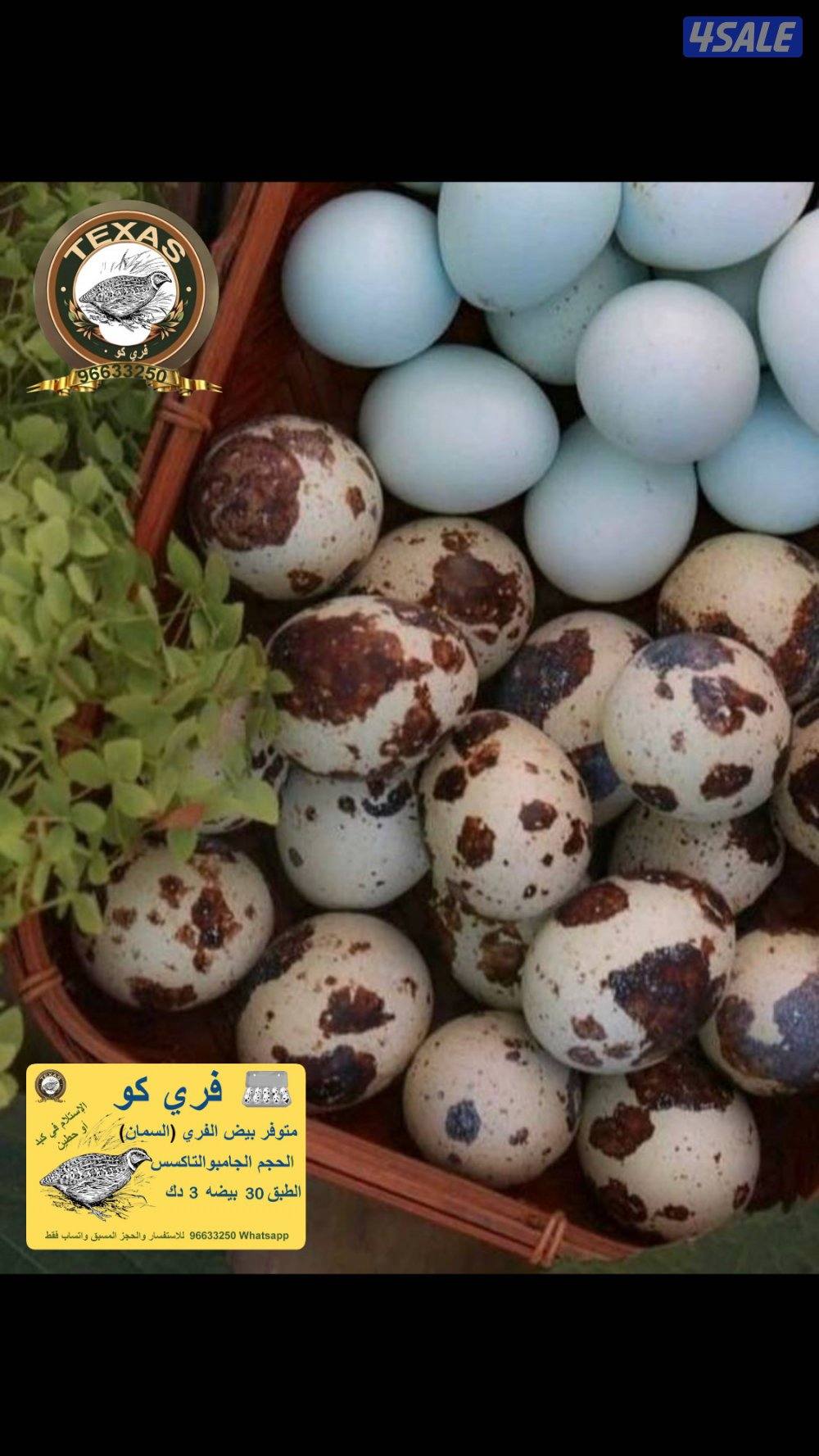 متوفر بيض فري تاكسس جامبو2