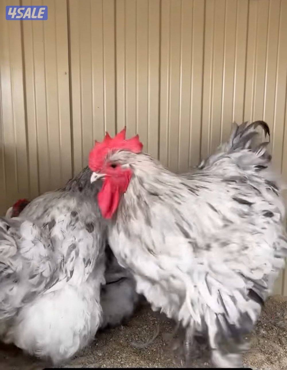 دجاج بانواعه - واللوان نوادر للدجاج الزينة . صحة ممتازه1