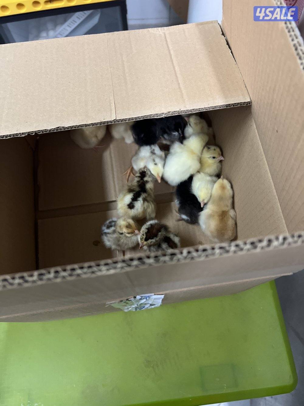 دجاج بانواعه - واللوان نوادر للدجاج الزينة . صحة ممتازه3