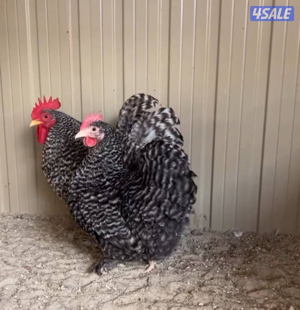 دجاج بانواعه - واللوان نوادر للدجاج الزينة . صحة ممتازه4