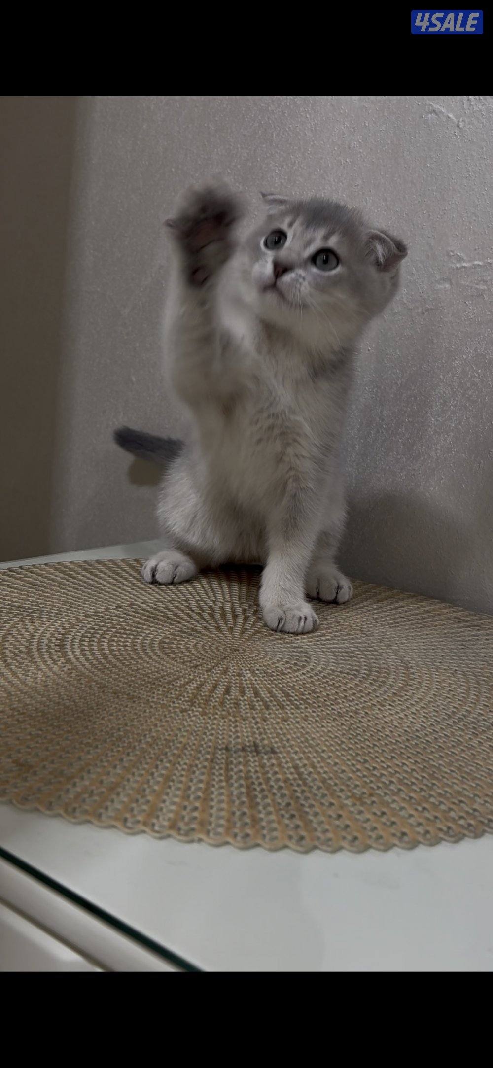 البيع سكوتش فول. بيور0