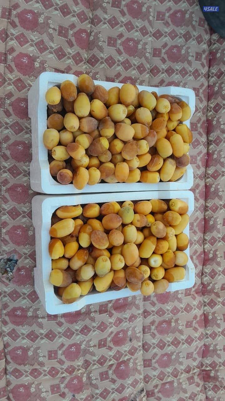 مزرعه في محافظه النعيريه (مليجه) تم فتح تملك خليجي15