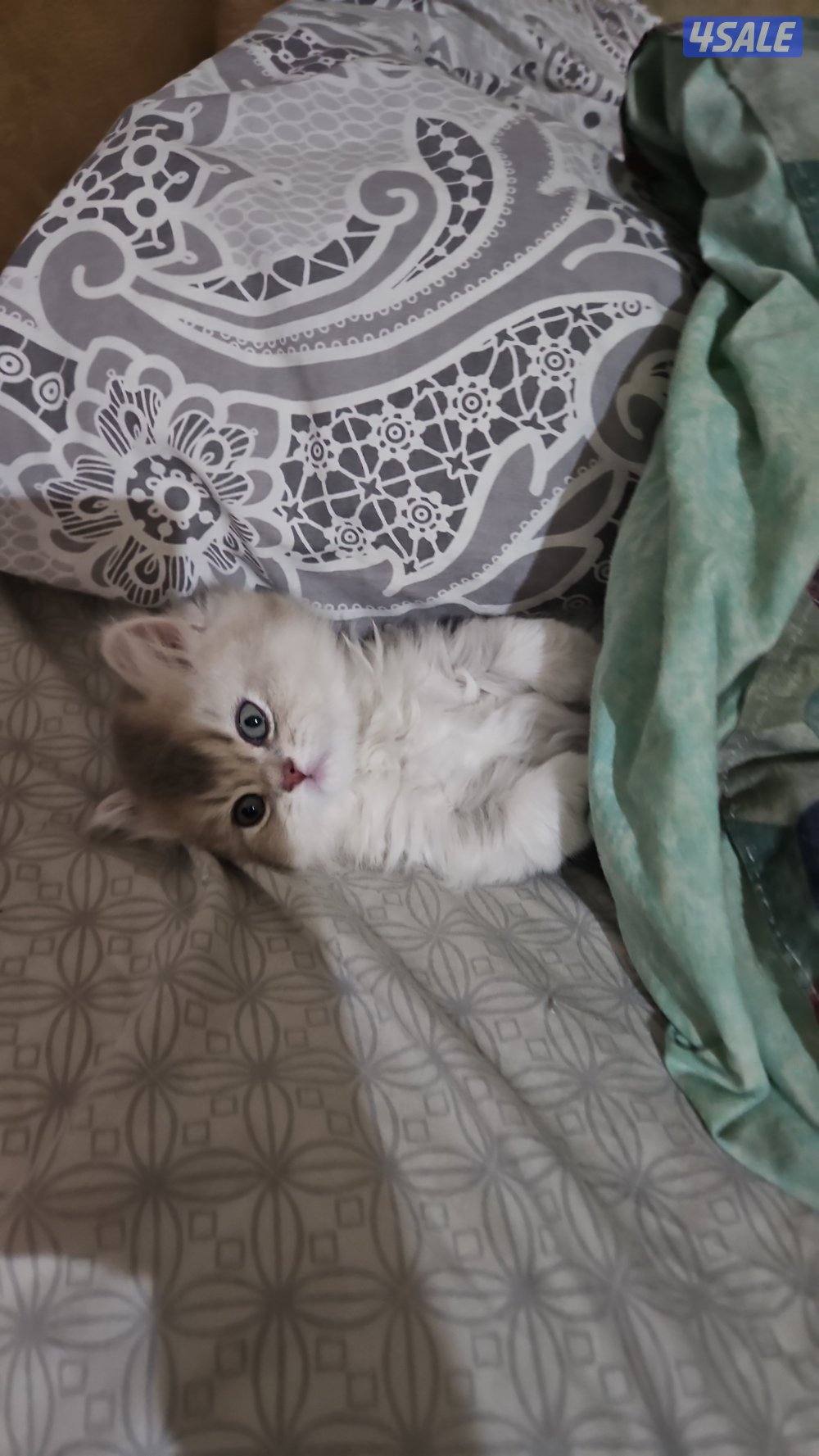 بيع لا يوجد تبني British long hair- ay25 silver blue point0