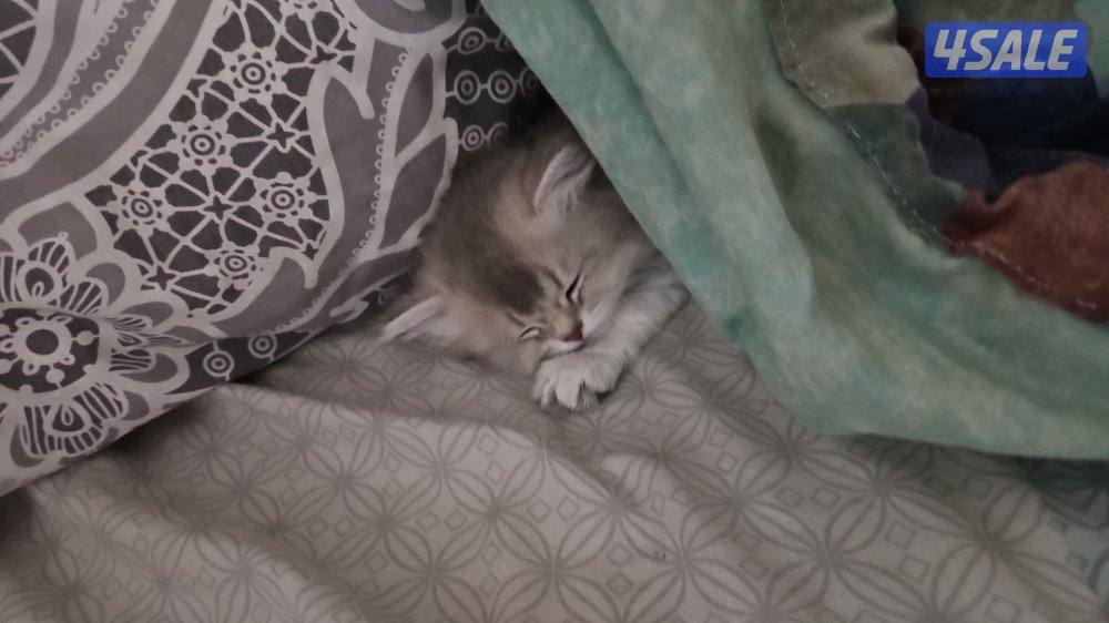 بيع لا يوجد تبني British long hair- ay25 silver blue point1