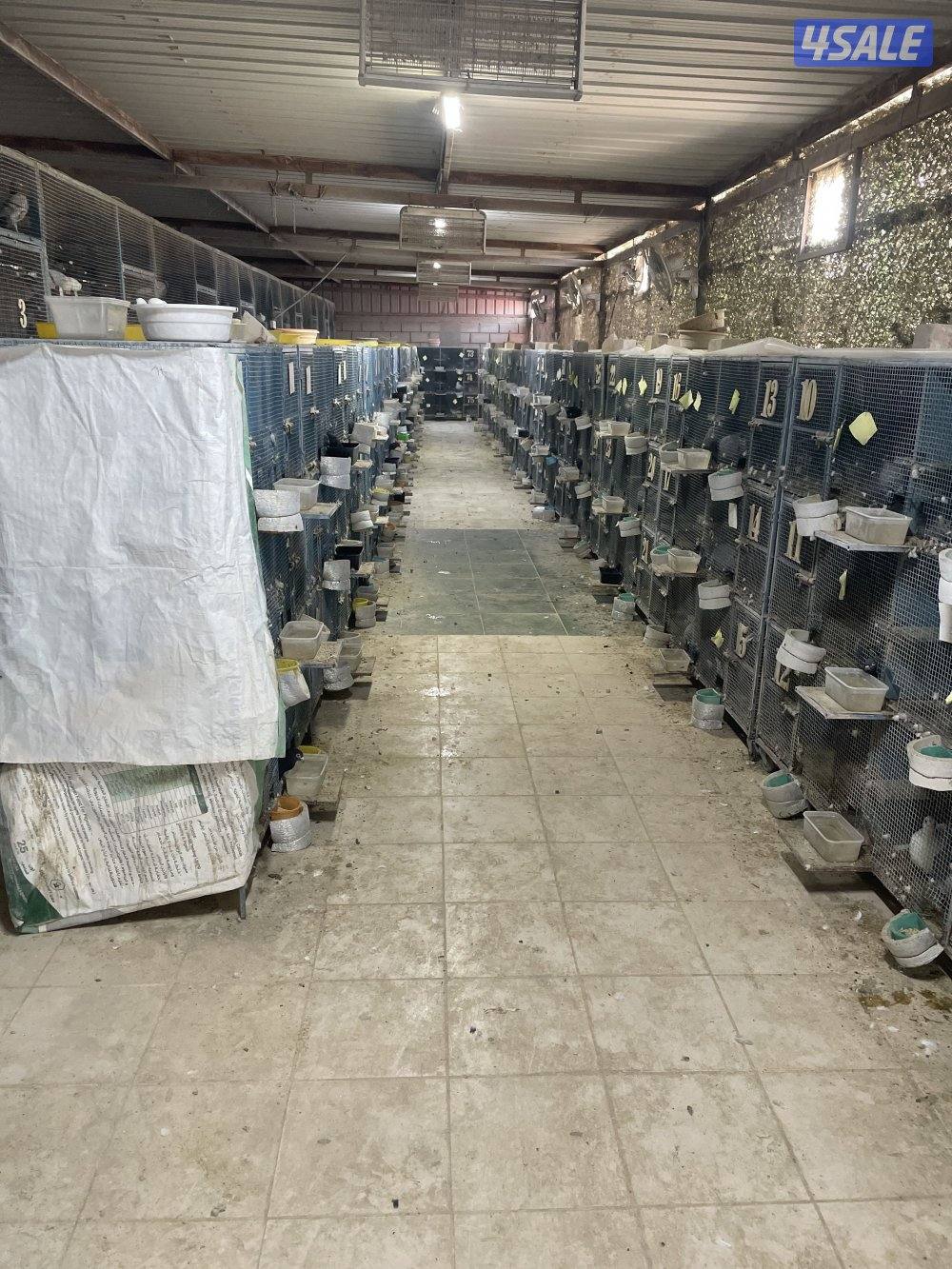 جواخير الوفرة0