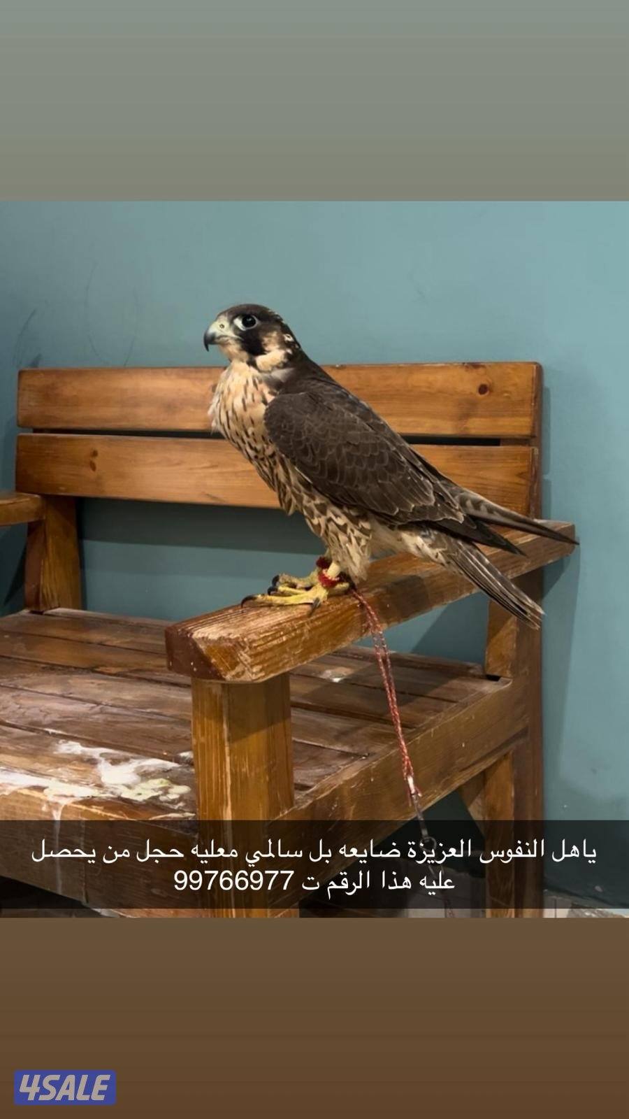 مفقود شيهانه0