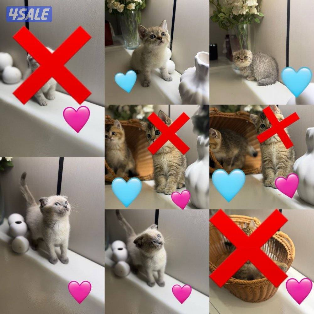 سكوتش فولد0