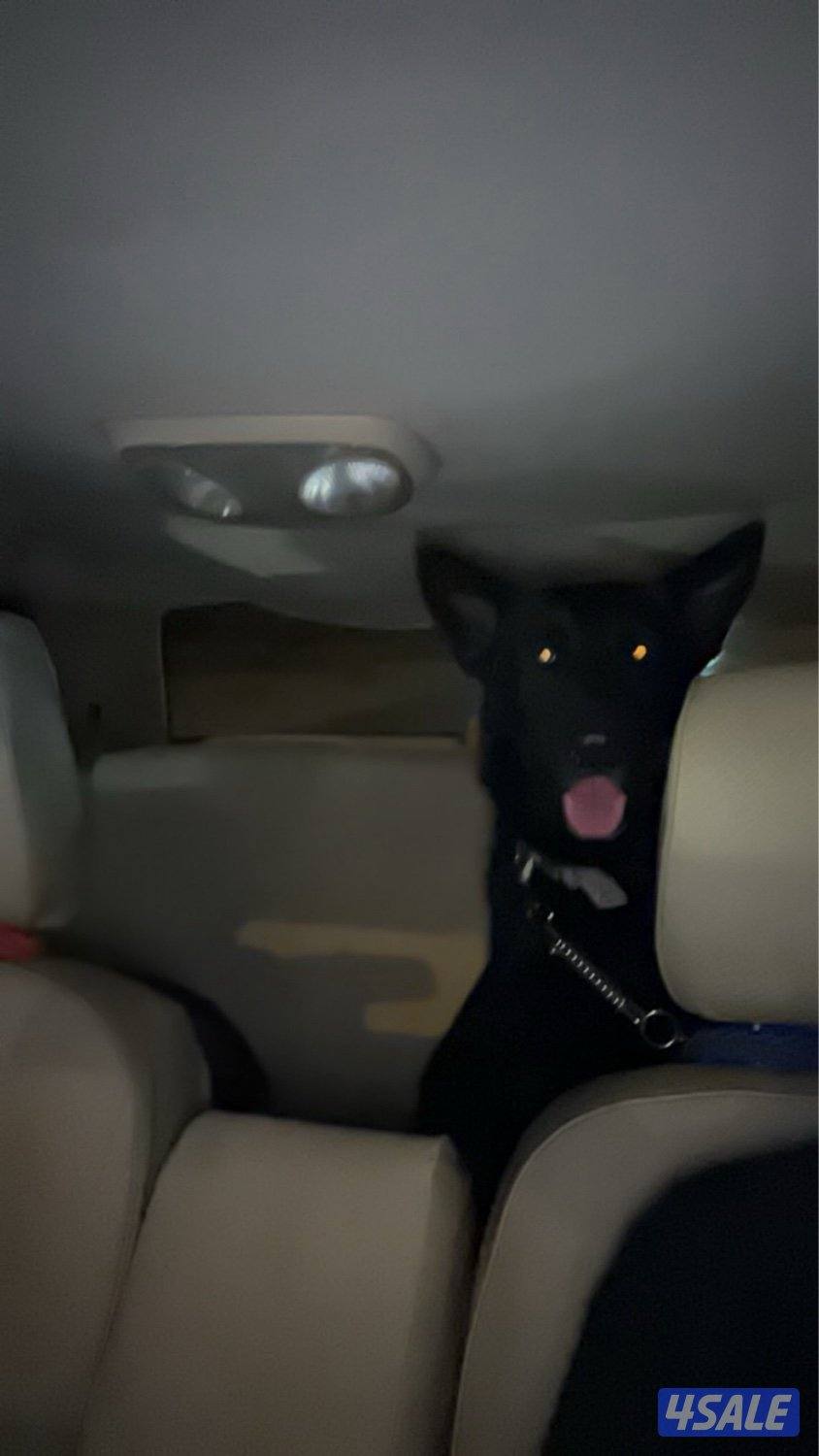 بيعة سريعة0