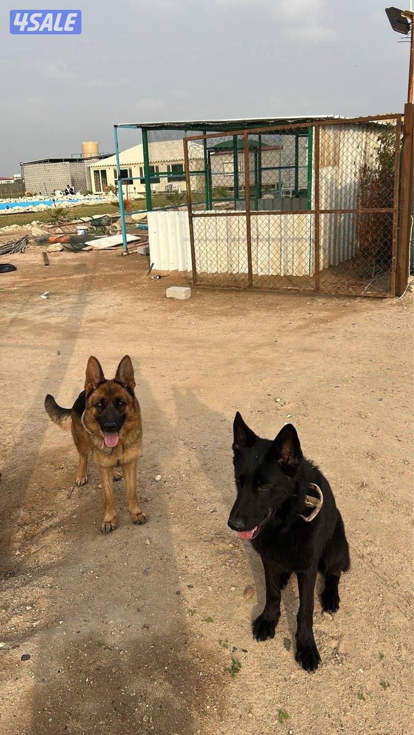 بيعة سريعة2