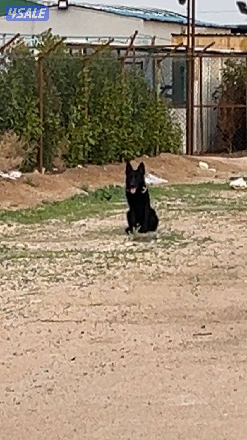 بيعة سريعة1