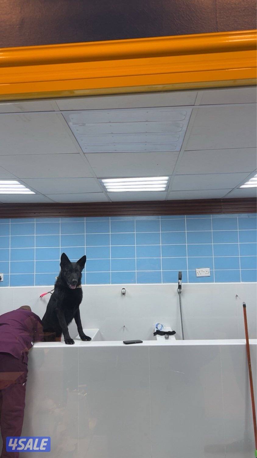 بيعة سريعة3