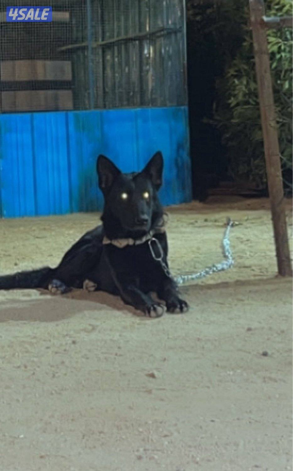 بيعة سريعة4