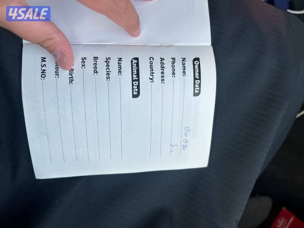 بيعة سريعة5