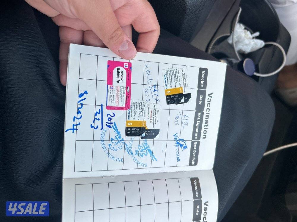 بيعة سريعة6