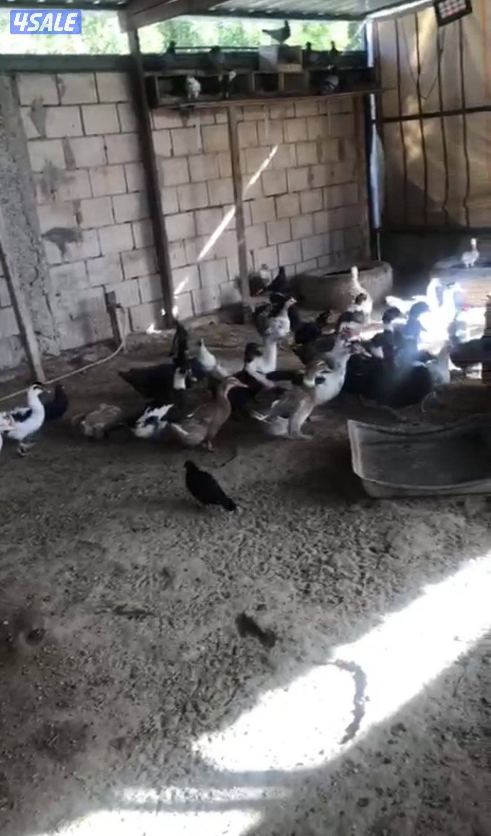 بط مصري انتاج0