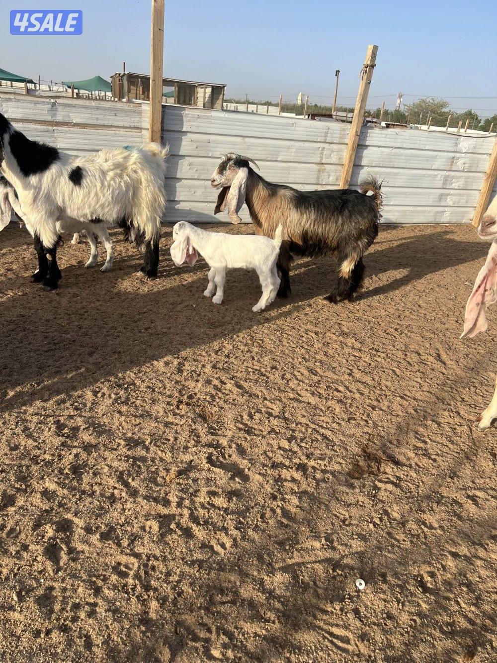 معزه مطافيل طيبه وعيالها كبار0