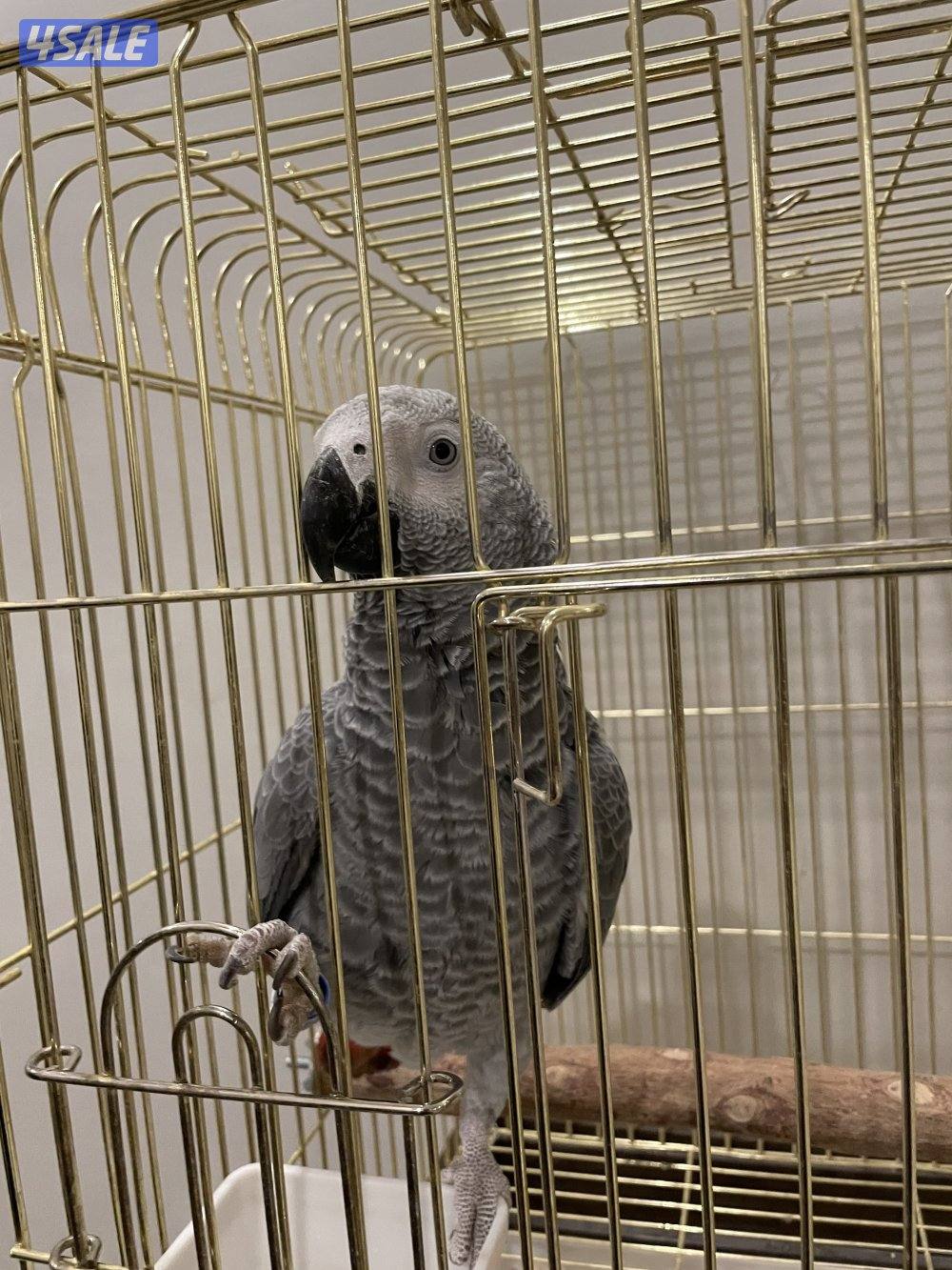 للبيع كاسكو العمر سنة0