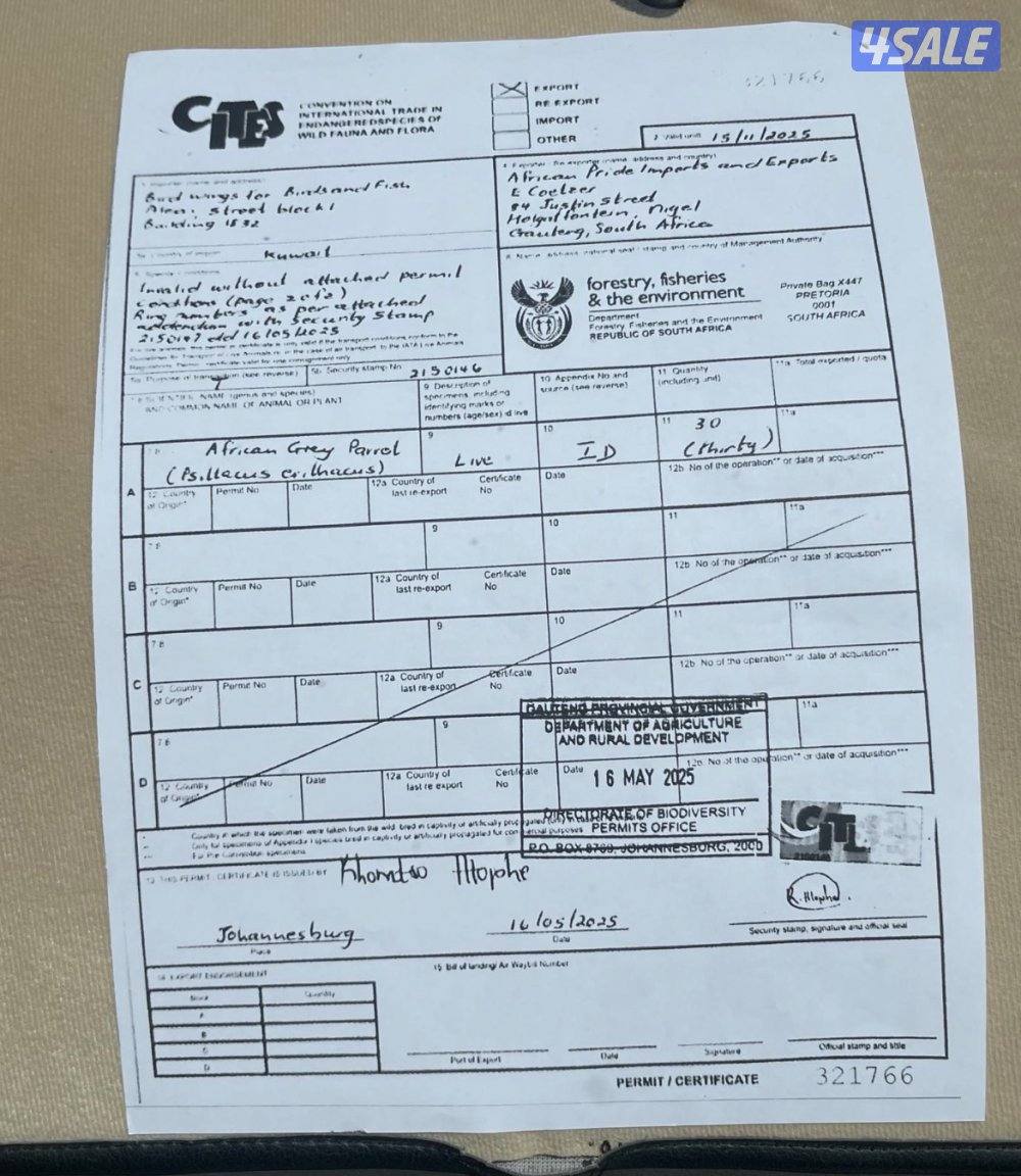 للبيع كاسكو العمر سنة1