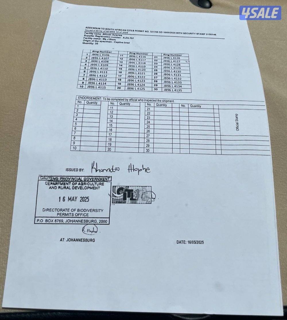 للبيع كاسكو العمر سنة2