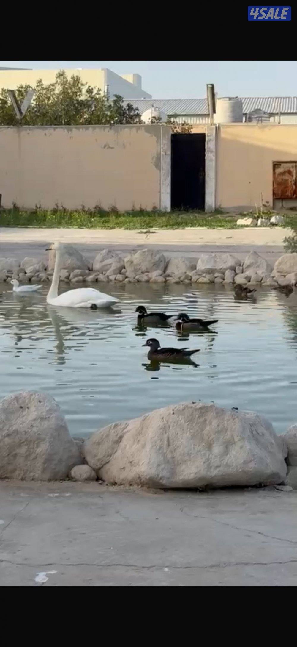 بط مندرين وود دك0