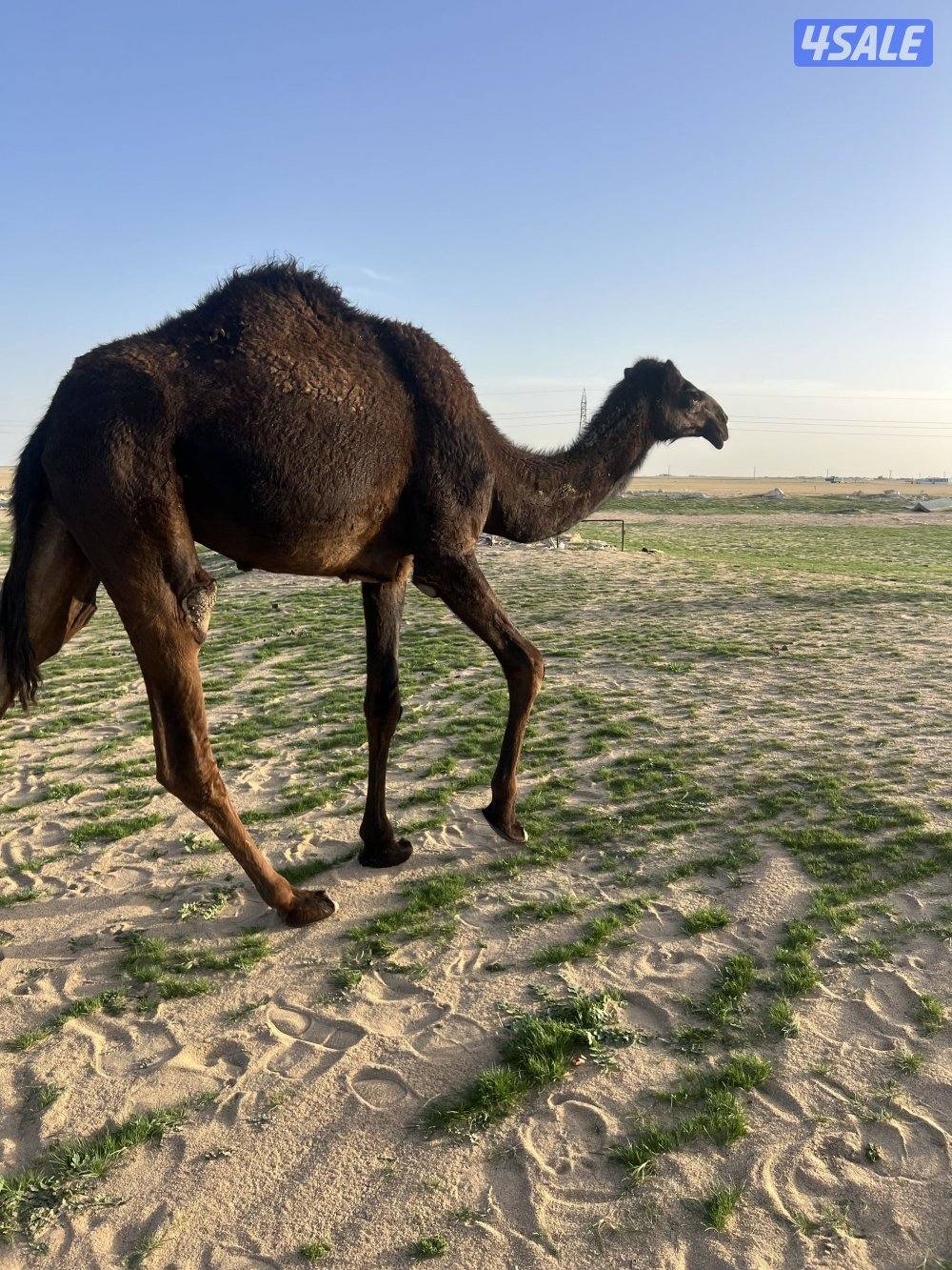 للبيع حقه مجهم0