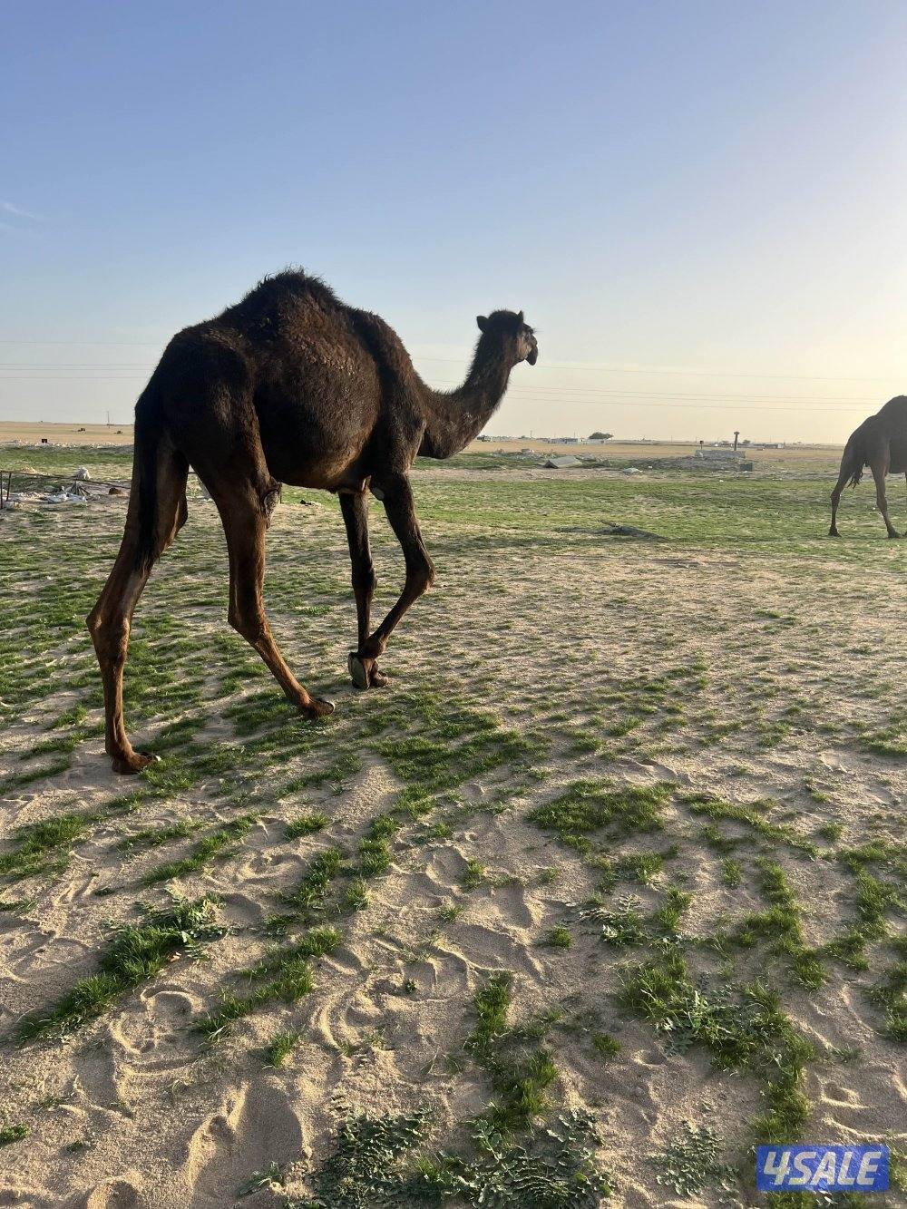 للبيع حقه مجهم2