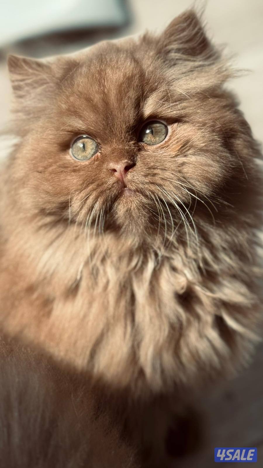 للبيع سكوتش چوكلت بيور0