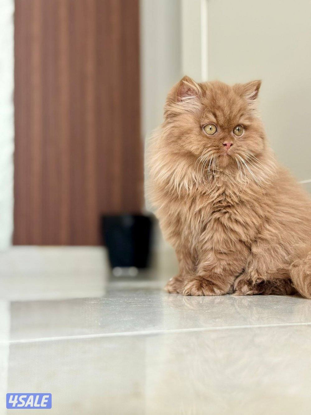 للبيع سكوتش چوكلت بيور1