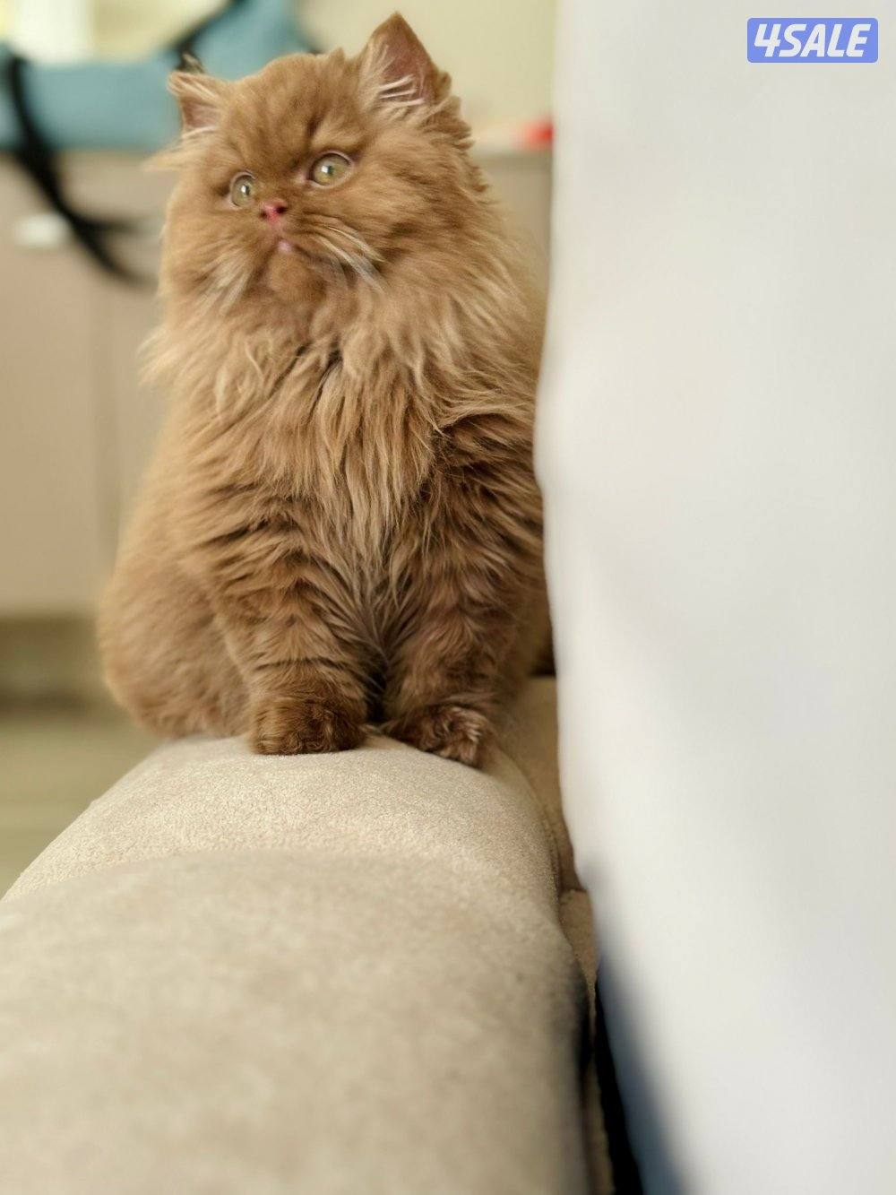 للبيع سكوتش چوكلت بيور2