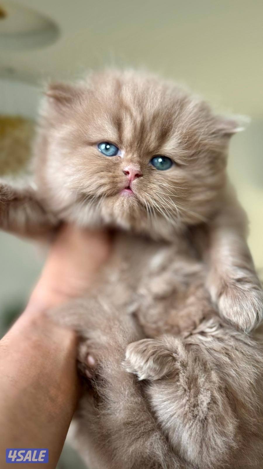 للبيع سكوتش چوكلت بيور3