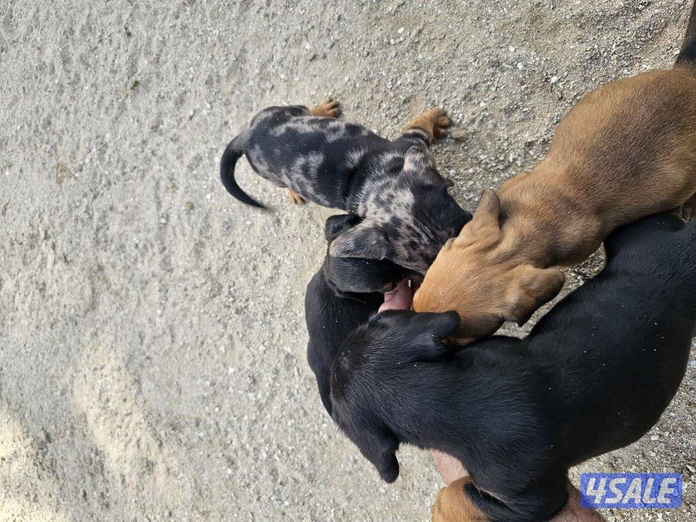 للبيع كلاب داتش هاوند (هوت دوق) العمر ٤٧ يوم مواليد ٢٠٢٥/١٢/٢٥0